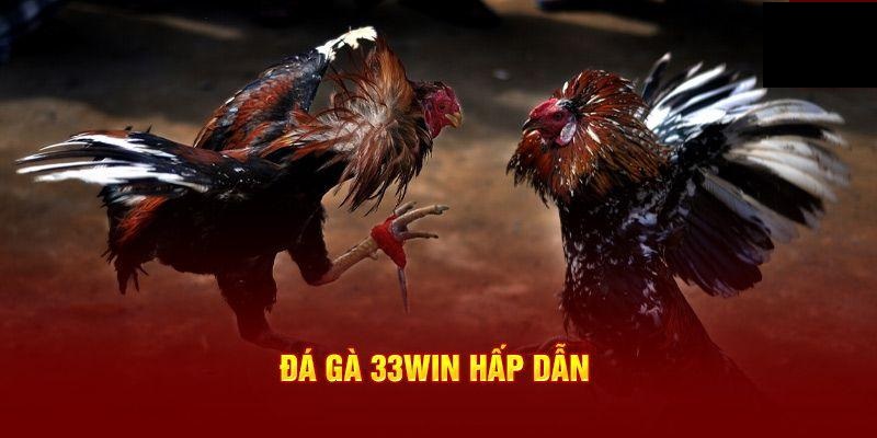 Những thể loại đá gà độc đáo chỉ có tại 33WIN