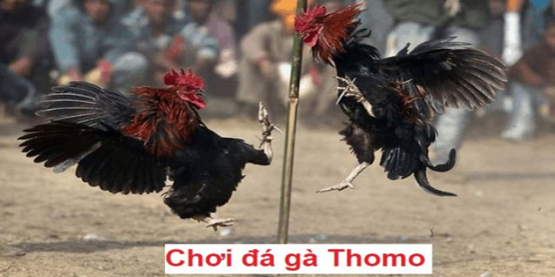 Đá gà Thomo là cơ hội để người chơi thử sức với nhiều loại cược hấp dẫn