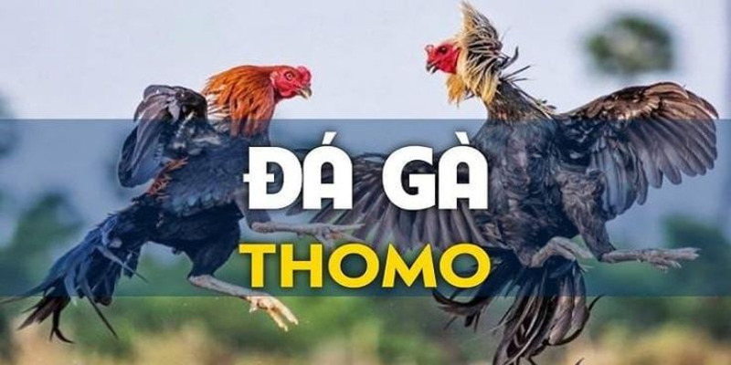 Đá gà Thomo là một hình thức thi đấu gà chuyên nghiệp