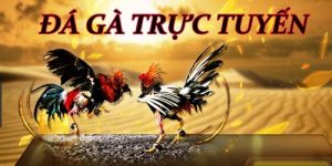 đá gà trực tiếp