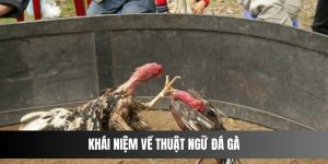 thuật ngữ đá gà